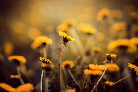 Beautiful yellow fragrant dandelion flowers bloom on a sunny summer day. Nature. weeds.の写真素材