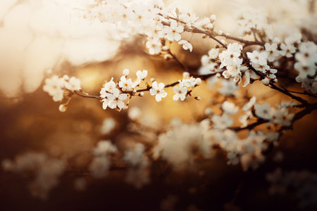 Beautiful fragrant delicate cherry blossoms bloom on thin curved branches on a sunny spring evening....