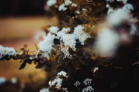Beautiful white delicate spirea flowers bloom on a bush with dark leaves on a summer evening....
