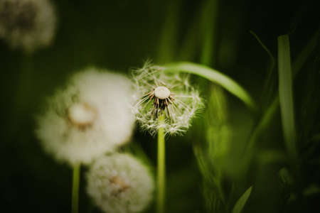 A beautiful fluffy dandelion with white down blooms among the dark field grass in the meadow in the summer. Nature. weed.の写真素材