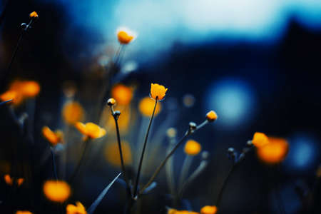 Beautiful wild yellow buttercup flowers bloom on thin stems in the meadow in the evening twilight of summer. Nature.の写真素材