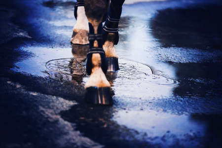 The legs of a strong sorrel horse stepping on the water surface of a puddle, leaving circles on the water in the dark evening. Cloudy weather and equestrian life.の写真素材