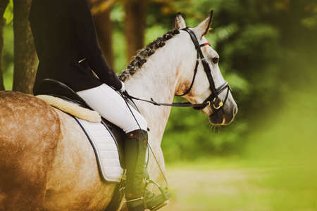 A beautiful dappled horse with a rider in the saddle walks among the green foliage of trees in the...