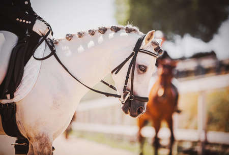 Portrait of a beautiful white horse with a braided mane and a rider in the saddle on a sunny summer day. Equestrian sports. horse riding. pony.の写真素材