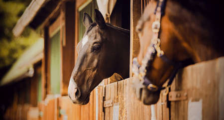Portrait of a beautiful horse standing in a wooden stall in the stable on a summer day. Stables and Livestock. Farm.の写真素材