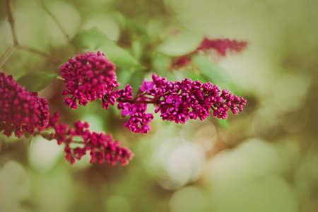 Beautiful magenta fragrant lilac flowers bloom on branches with green leaves on a sunny warm spring day. Nature in May.の写真素材
