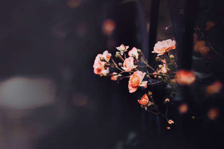 Beautiful delicate pink rose flowers with dark leaves grow through a metal fence in the garden at dusk. The beauty of nature.の写真素材