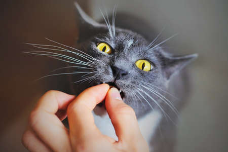 A gray funny hungry domestic cat with yellow eyes bites the owner's hand with its fangs to eat food. A pet and a yummy.の写真素材