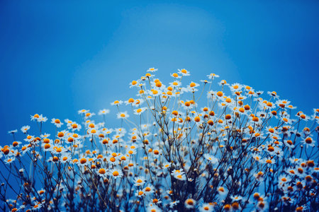 Beautiful fragrant delicate chamomile flowers with white petals bloom against a clear blue sky on a summer day. The beauty of nature. Wildflowers.の写真素材