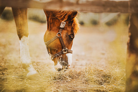 Portrait of a beautiful sorrel horse with a curly mane eating hay while standing in a paddock with a...