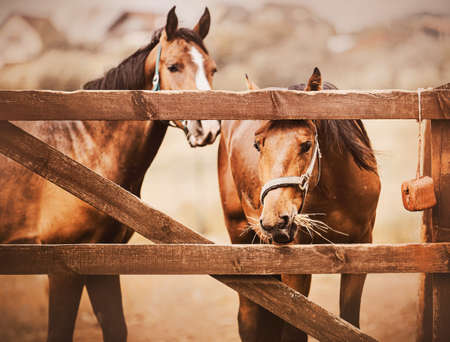 Two beautiful bay bareback horses are standing in a paddock with a wooden fence and eating hay. Feeding livestock. agriculture and horse care.の写真素材