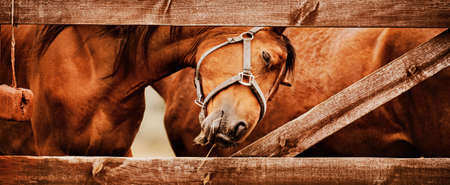 Portrait of a bay horse standing behind a wooden fence in a paddock on a farm. agriculture and livestock. Equestrian life.の写真素材