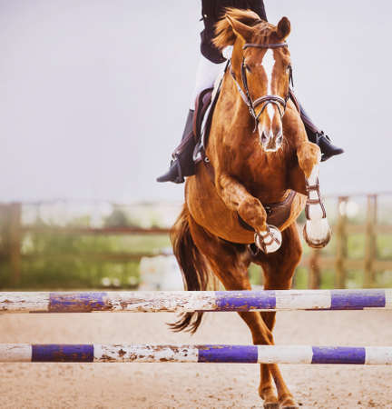 A beautiful sorrel horse with a rider in the saddle jumps over a purple high barrier on a clear summer day. Equestrian sports. Show jumping competitions. horse riding.の写真素材