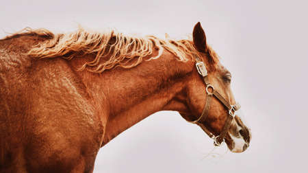 Portrait of a beautiful sorrel horse with a curly mane and a halter on its muzzle against a cloudy sky. Equestrian life.の写真素材