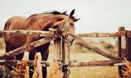 A beautiful bay horse with a halter on its muzzle stands in a paddock with a wooden fence on a farm on a summer day. agriculture and livestock. horse care.の写真素材
