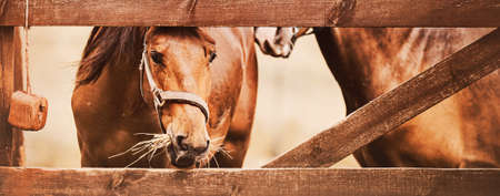 Two bay horses are grazing in a paddock with a wooden fence, one of which is eating dry hay. Feeding livestock. Farming on a farm. horse care.の写真素材