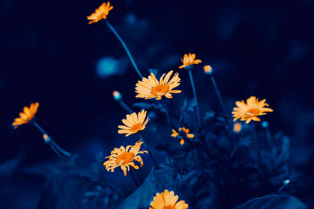 Beautiful yellow healing calendula flowers bloom on thin stems in the twilight of a summer night. wild flowers. The beauty of nature.の写真素材