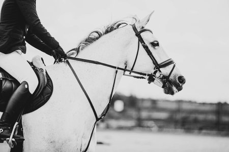 A black and white image of a beautiful white horse with a rider in the saddle, galloping. horse riding. Equestrian sports.の写真素材