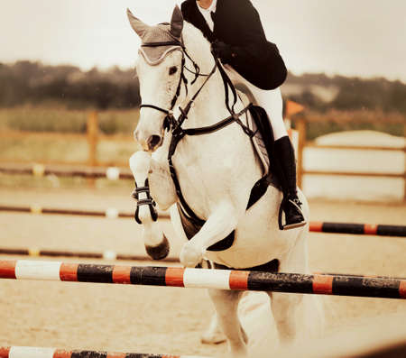 A beautiful white fast horse with a rider in the saddle jumps over a high red barrier at a show jumping competition on a summer day. Equestrian sports. horse riding.の写真素材