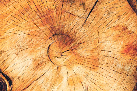 Cut down a thick tree trunk. A woody background with annual rings inside the trunk. Logging and eco background.の写真素材