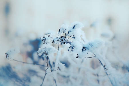 Withered flowers on thin stems covered with white snowflakes on a sunny winter day. Nature in...