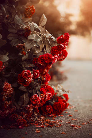 Beautiful scarlet bush decorative roses fade, dropping petals on the road on an autumn sunny evening. The beauty of nature and withering.の写真素材