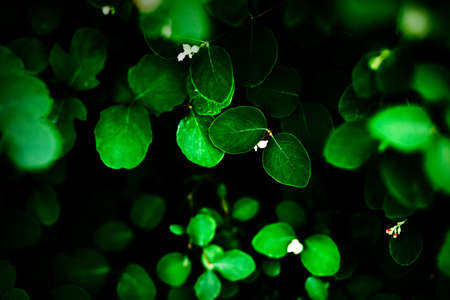 Beautiful green young leaves grow on the branches of the bush in the forest twilight in the summer. background. The beauty of nature.の写真素材