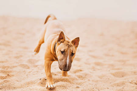 Cute ginger bull terrier puppy happily runs along the sandy beach on a summer day. Favorite pet on a walk.の写真素材