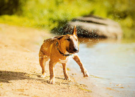Cute ginger bull terrier dog shakes off splashes of water while standing on the beach near the lake on a sunny summer day. Funny pet.の写真素材
