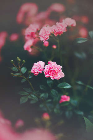 Beautiful fragrant pink rose flowers with delicate petals bloom on bushes in the garden in the summer. The beauty of nature.の写真素材