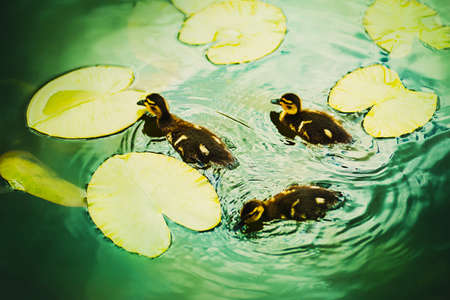 Three cute brown wild ducklings swim in the pond among the large green leaves of water lilies on a summer day. wildlife.の写真素材