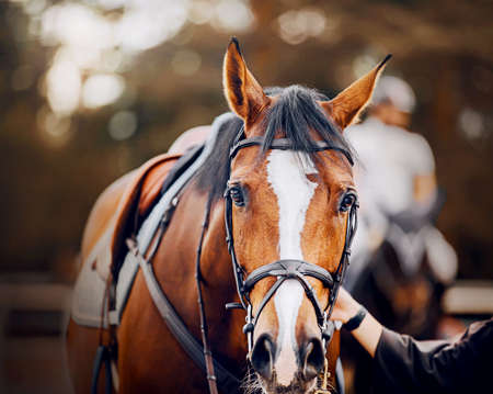 Portrait of a beautiful bay horse with a saddle on its back, which is held by a horse breeder by the bridle rein. Equestrian sports and ammunition.の写真素材