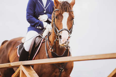 Portrait of a beautiful bay horse with a rider in the saddle, standing near a wooden fence against a cloudy sky. Equestrian sports. horse riding.の写真素材
