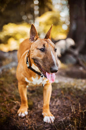 A beautiful ginger happy bull terrier walks in the park on a sunny autumn day. Walking with a pet.の写真素材