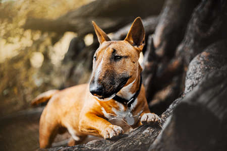 A cute ginger bull terrier puppy stands with its front paws on the old large roots of a pine tree on an autumn day. A pet and a walk in the woods.の写真素材