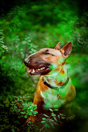 Cute ginger happy bull terrier is sitting among plants with green foliage in the forest. A joyful dog on a walk in the woods.の写真素材