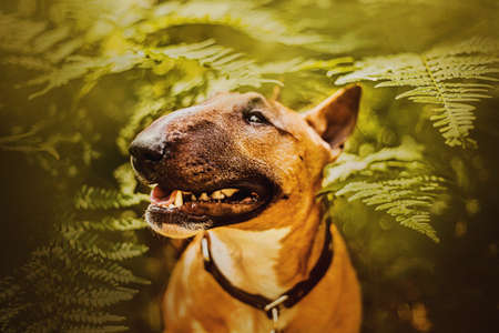 Cute beautiful ginger bull terrier puppy is sitting among green fern leaves on a sunny summer day. A pet on a walk. Vegetationの写真素材