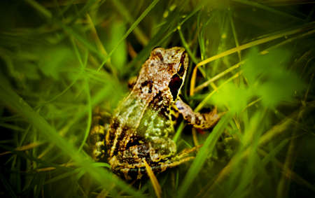 A beautiful spotted brown small frog hid in the green grass in the summer in the forest. Amphibians in the wild.の写真素材