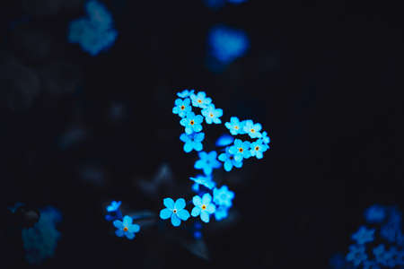 Beautiful delicate blue flowers of forget-me-nots grow in the twilight of a summer night. The beauty of nature and plants.の写真素材