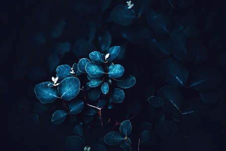 Beautiful leaves grow on the bush, illuminated by moonlight in the twilight of a summer night. The beauty of nature.の写真素材