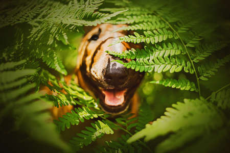 Portrait of a ginger happy bull terrier sitting among the large green leaves of a fern on a sunny summer day. A walk in the park with a dog. Funny pet and nature.の写真素材