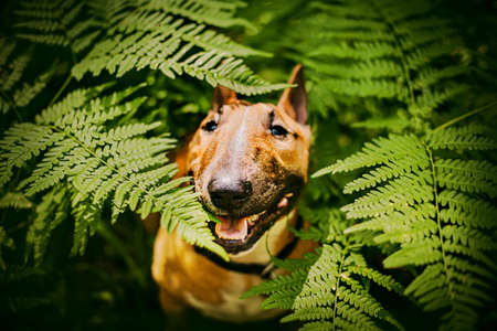Portrait of a cute ginger bull terrier sitting in the grass among large green fern leaves on a sunny...