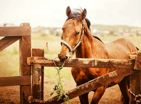 A beautiful bay horse stands near the wooden gate of the paddock, holding a green sprig of grass in his mouth on a summer day. Feeding livestock. agriculture and horse care.の写真素材