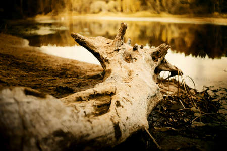 In the water of a forest river near the shore, an old empty shabby fishing boat floats on a leash, illuminated by sunlight. Fishing and recreation. old water transport.の写真素材