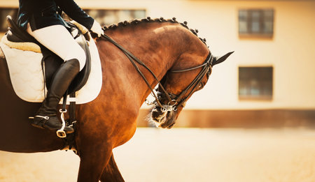 A rider sits in the saddle on a beautiful bay horse with a braided mane. Riding a horse. The ability to ride a horse. Equestrian sports. dressage.の写真素材