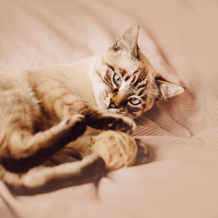 Cute beautiful tabby Thai kitten is lying on a soft bed with a striped blanket and playing with a ball of wool. Funny pet.の写真素材