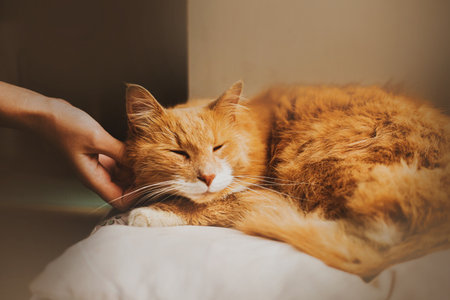 A cute ginger fluffy cat is lying on a white pillow on the windowsill, and owner's hand is gently stroking it. home comfort.の写真素材