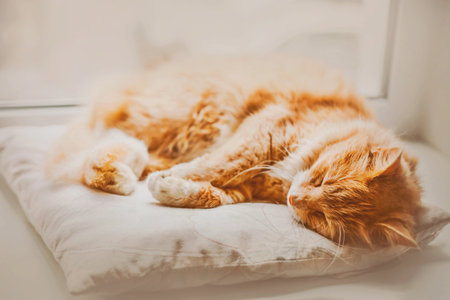 Cute beautiful ginger cat sleeps on a white pillow on the windowsill by the window on a bright morning. Home comfort with a pet.の写真素材