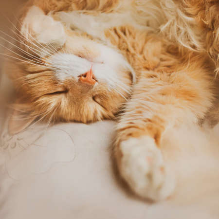 Cute happy beautiful ginger cat is lying on a white bed in the early morning and sleeping soundly. A happy pet and home comfort.の写真素材