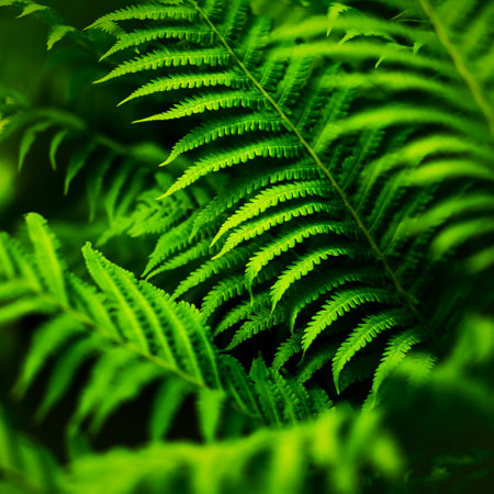 Beautiful green fern leaves grow in a dark forest in the summer. Plants in the twilight of the evening.の写真素材